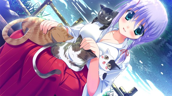 Anime picture 1280x720 with master re:master (game) blush short hair blue eyes wide image game cg purple hair miko girl cat
