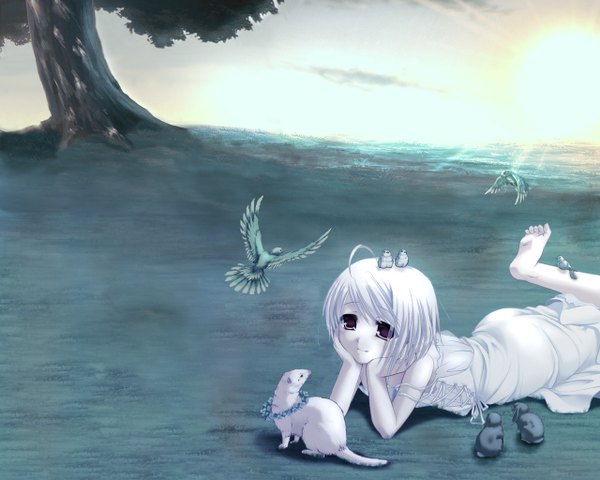 Anime picture 1280x1024 with white clarity smile red eyes sky cloud (clouds) white hair lying barefoot light smile sunlight nature girl dress plant (plants) animal tree (trees) white dress bird (birds) toes sun