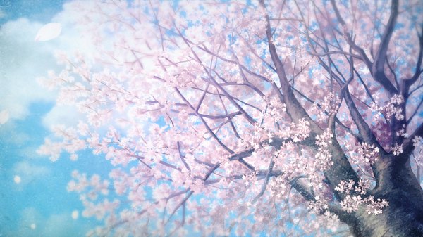 Anime picture 1280x720 with kara no shoujo 2 sugina miki wide image game cg sky cloud (clouds) outdoors cherry blossoms landscape plant (plants) petals tree (trees)
