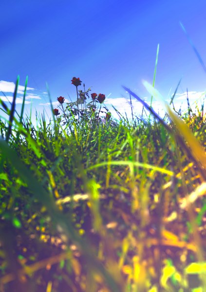 Anime picture 1200x1700 with original y-k tall image sky cloud (clouds) landscape nature flower (flowers) plant (plants) grass