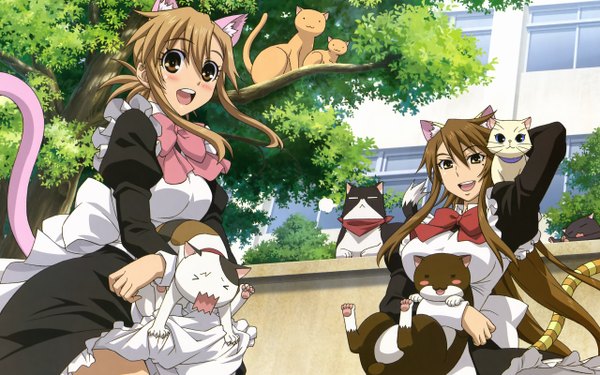 Anime picture 2560x1600 with nyan koi mizuno kaede sumiyoshi kanako nyamsas morita kazuaki highres wide image multiple girls animal ears tail maid girl 2 girls cat