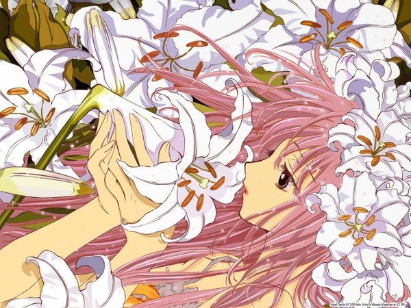 Anime picture 1400x1050 with kobato clamp hanato kobato single long hair pink hair black eyes girl flower (flowers) lily (flower)