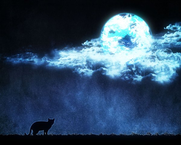 Anime picture 1200x960 with original urara256 cloud (clouds) night no people scenic silhouette plant (plants) animal moon star (stars) cat grass full moon