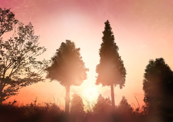 Anime picture 1600x1131 with original hono mochizuki sky evening sunset no people landscape plant (plants) tree (trees) sun