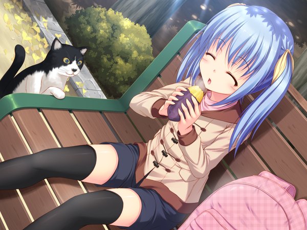 Anime picture 1600x1200 with kageira long hair sitting twintails blue hair eyes closed loli eating girl thighhighs ribbon (ribbons) black thighhighs hair ribbon food jacket shorts leaf (leaves) cat bench