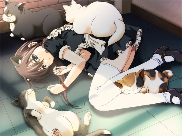 Anime picture 1200x900 with edelweiss amamiya natsume blue eyes brown hair game cg cat girl girl cat