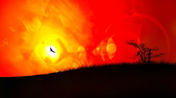 Anime picture 1600x900 with original tagme (artist) wide image sky outdoors sunlight evening sunset horizon no people red background red sky plant (plants) animal tree (trees) bird (birds) grass sun