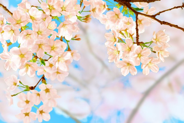 Anime picture 1600x1067 with original tetere sky blurry depth of field cherry blossoms no people flower (flowers) branch
