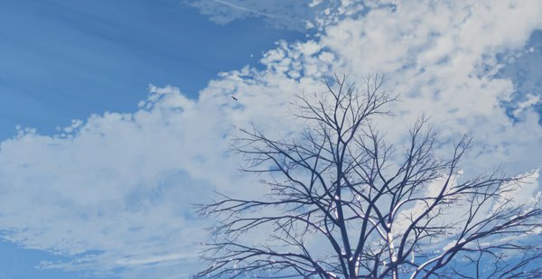 Anime picture 3548x1832 with original hatsuame syoka highres wide image sky cloud (clouds) plant (plants) animal tree (trees) bird (birds)
