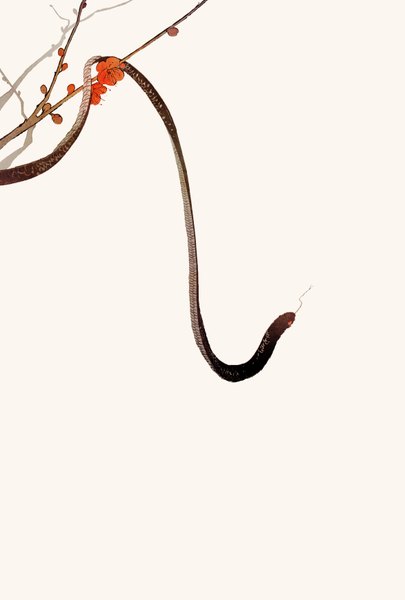 Anime picture 2346x3472 with original yoko tall image highres simple background white background no people plum blossoms flower (flowers) branch snake