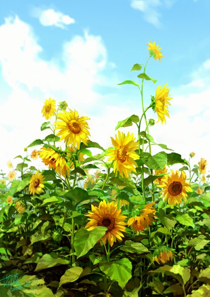 Anime picture 800x1135 with original zishanjiang tall image sky cloud (clouds) realistic no people landscape nature flower (flowers) leaf (leaves) sunflower