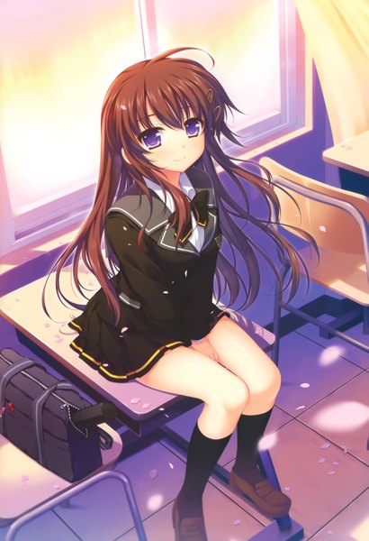 Anime picture 4746x6935 with kimi to issho ni tachibana akane alpha (yukai na nakamatachi) single long hair tall image blush highres blue eyes brown hair sitting absurdres ahoge scan graduation girl uniform school uniform petals socks