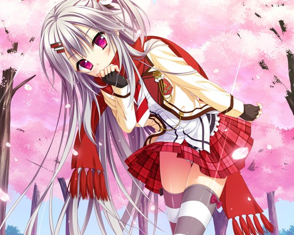 Anime picture 1280x1024 with hanasaki work spring shiranui inori moribe (rabumanyo) single looking at viewer blush light erotic purple hair very long hair pink eyes leaning pantyshot leaning forward cherry blossoms side ponytail covered mouth spring different thighhighs girl thighhighs