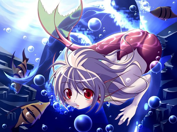 Anime picture 1024x768 with original nanamiso blush short hair red eyes grey hair underwater bubble (bubbles) fish (fishes) mermaid