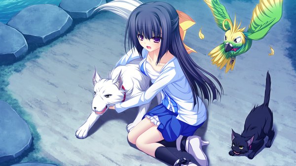 Anime picture 1920x1080 with lunaris filia minase yukari mikagami mamizu single long hair fringe highres open mouth black hair wide image sitting purple eyes game cg blunt bangs from above high heels girl socks cat feather (feathers)