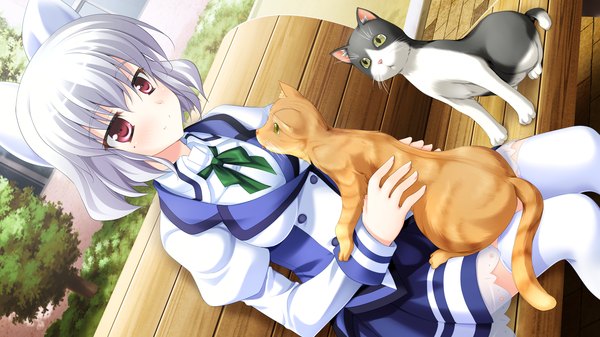 Anime picture 2560x1440 with yaneura no kanojo dp minase (artist) blush highres short hair red eyes wide image game cg white hair girl thighhighs uniform school uniform white thighhighs cat bench