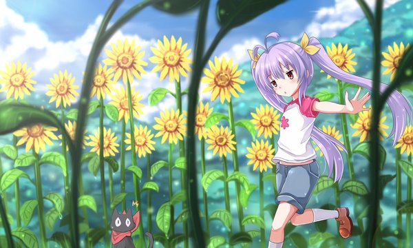 Anime picture 1600x960 with nichijou non non biyori kyoto animation silver link sakamoto (nichijou) miyauchi renge kazenokaze long hair blush open mouth red eyes wide image twintails purple hair loli crossover raglan sleeves girl flower (flowers) bow