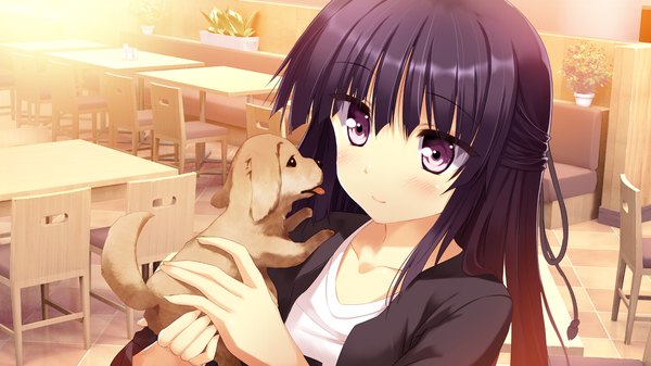 Anime picture 1280x720 with koiken otome kamishiro touko tateha (marvelous grace) single long hair blush black hair wide image purple eyes game cg indoors light smile girl plant (plants) chair table potted plant dog