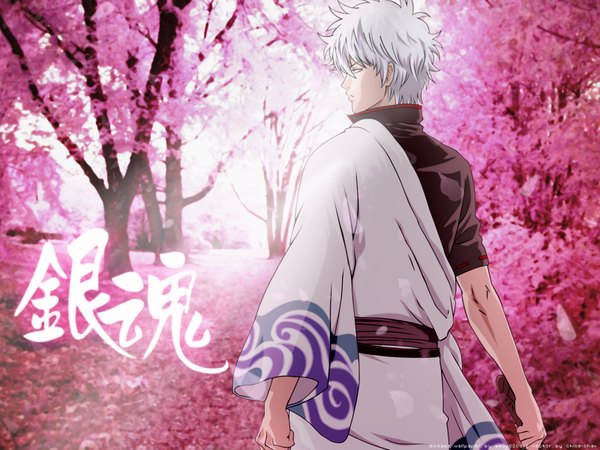 Anime picture 1600x1200 with gintama sunrise (studio) sakata gintoki single short hair red eyes signed silver hair japanese clothes looking back from behind wallpaper cherry blossoms curly hair boy flower (flowers) weapon plant (plants) sword tree (trees)