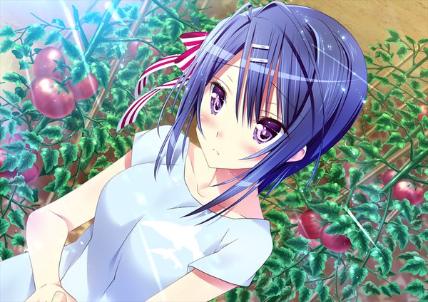 Anime picture 1024x725 with friends (game) single blush short hair purple eyes blue hair game cg girl hair ornament hairclip tomato