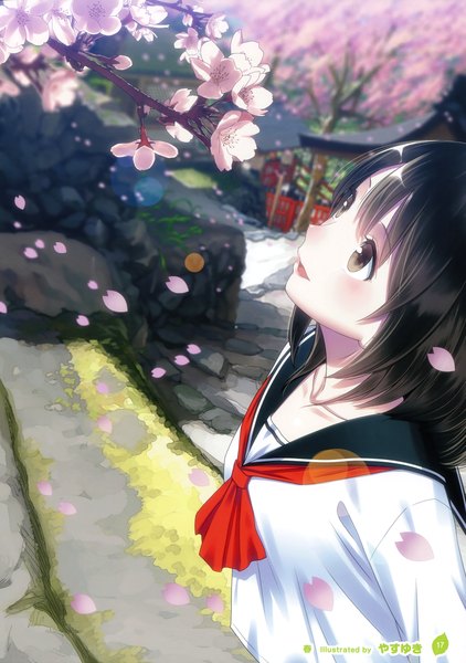 Anime picture 2532x3600 with girls, girls, girls! 10 (artbook) yasuyuki single long hair tall image blush highres open mouth black hair brown eyes looking away scan official art cherry blossoms girl uniform flower (flowers) plant (plants) petals tree (trees)