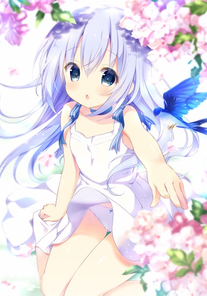 Anime picture 1000x1429 with gochuumon wa usagi desu ka? white fox kafuu chino kino (kino konomi) single long hair tall image blush blue eyes light erotic white background sitting blue hair parted lips :o pantyshot cherry blossoms wariza pantyshot sitting outstretched hand