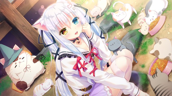 イラスト 1280x720 と koneko neko neko nekokawa shirone しゅは ソロ 長髪 カメラ目線 赤面 前髪 開いた口 青い目 笑顔 wide image ツインテール 獣耳 黄色眼 game cg white hair 猫耳 cat girl オッドアイ