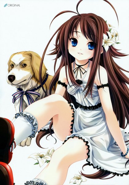 Anime picture 3494x5000 with miyama zero single long hair tall image highres blue eyes brown hair absurdres ahoge hair flower loli girl dress hair ornament animal socks dog