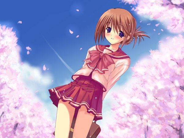 Anime picture 1024x768 with to heart 2 leaf (studio) komaki manaka blush game cg cherry blossoms uniform school uniform serafuku
