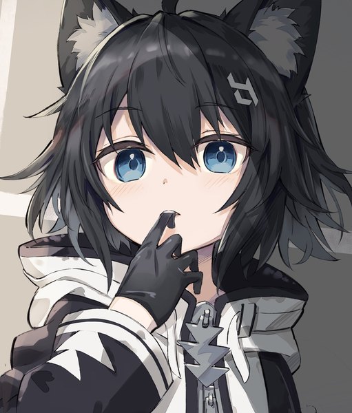 Anime picture 1716x2013 with vrchat satou (3366 s) single tall image looking at viewer fringe highres short hair blue eyes black hair hair between eyes holding animal ears ahoge grey background loli fox ears mouth hold cropped girl