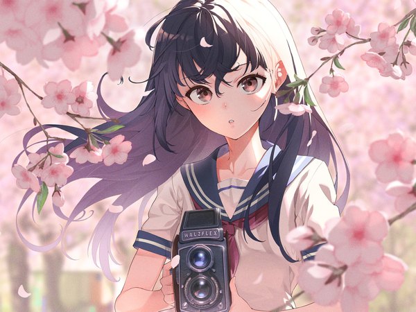 Anime picture 2048x1536 with original kabu (niniko2ko) single long hair looking at viewer fringe highres black hair hair between eyes holding brown eyes upper body outdoors parted lips wind blurry short sleeves cherry blossoms spring girl
