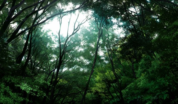 Anime picture 1157x676 with original mogumo wide image landscape nature plant (plants) tree (trees) forest