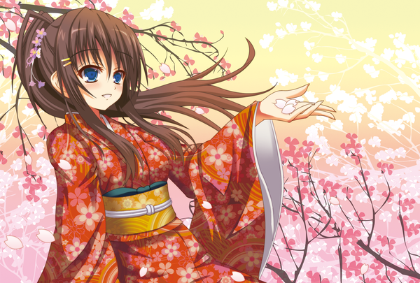 Anime picture 1250x845 with original morimon single long hair blush blue eyes brown hair looking away ponytail traditional clothes japanese clothes cherry blossoms girl plant (plants) petals tree (trees) kimono obi