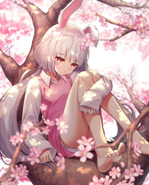 Anime picture 1500x1867 with original myung yi single long hair tall image fringe red eyes sitting twintails animal ears silver hair full body bent knee (knees) blunt bangs long sleeves barefoot blurry bunny ears low twintails cherry blossoms