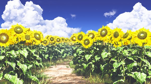 Anime picture 1280x720 with original ihara asta wide image sky cloud (clouds) no people scenic flower (flowers) plant (plants) grass sunflower