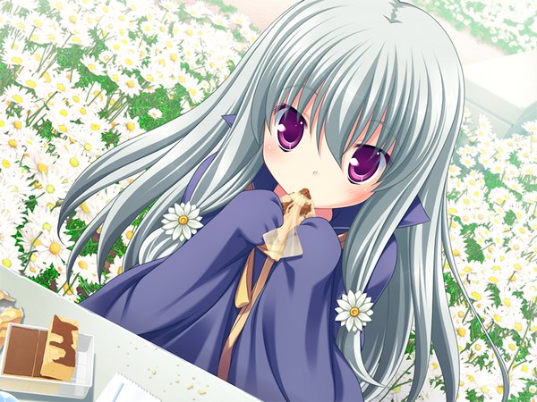 Anime picture 1024x768 with marguerite sphere marguerite (marguerite sphere) yuyi single long hair fringe hair between eyes purple eyes game cg silver hair upper body loli eating girl flower (flowers) daisy