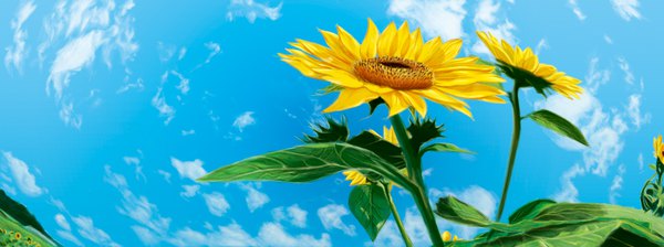 Anime picture 945x354 with original tetere wide image sky cloud (clouds) no people field panorama flower (flowers) sunflower