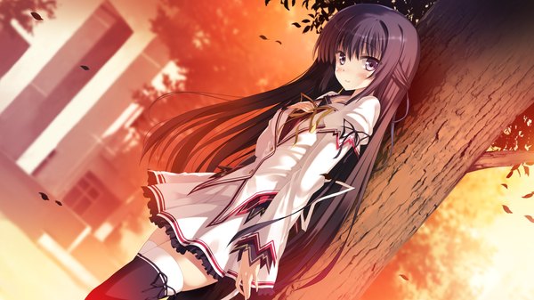 Anime picture 2048x1152 with koiken otome minato shiho single long hair looking at viewer blush highres black hair wide image purple eyes game cg girl thighhighs uniform black thighhighs plant (plants) school uniform tree (trees)