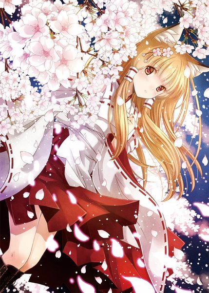 Anime picture 715x1000 with original akisaki rio single long hair tall image blush blonde hair brown eyes animal ears traditional clothes fox ears cherry blossoms fox girl miko girl hair ornament flower (flowers) plant (plants) petals tree (trees)