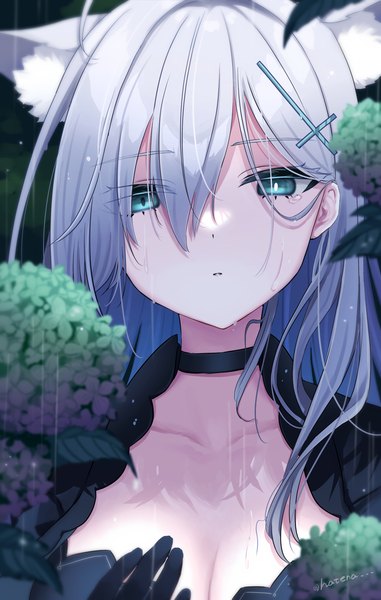 Anime picture 953x1500 with blue archive shiroko (blue archive) shiroko terror (blue archive) masshirokachi single long hair tall image looking at viewer fringe hair between eyes animal ears cleavage silver hair upper body aqua eyes rain girl flower (flowers) hydrangea