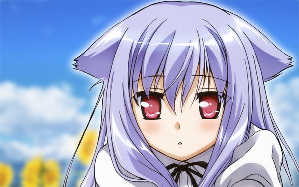 Anime picture 1920x1200 with mayoi neko overrun! kiriya nozomi single long hair blush highres wide image animal ears purple hair cloud (clouds) pink eyes girl