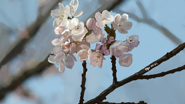Anime picture 1024x576 with original ngomoi wide image signed sky realistic cherry blossoms no people landscape nature flower (flowers) plant (plants) tree (trees) branch